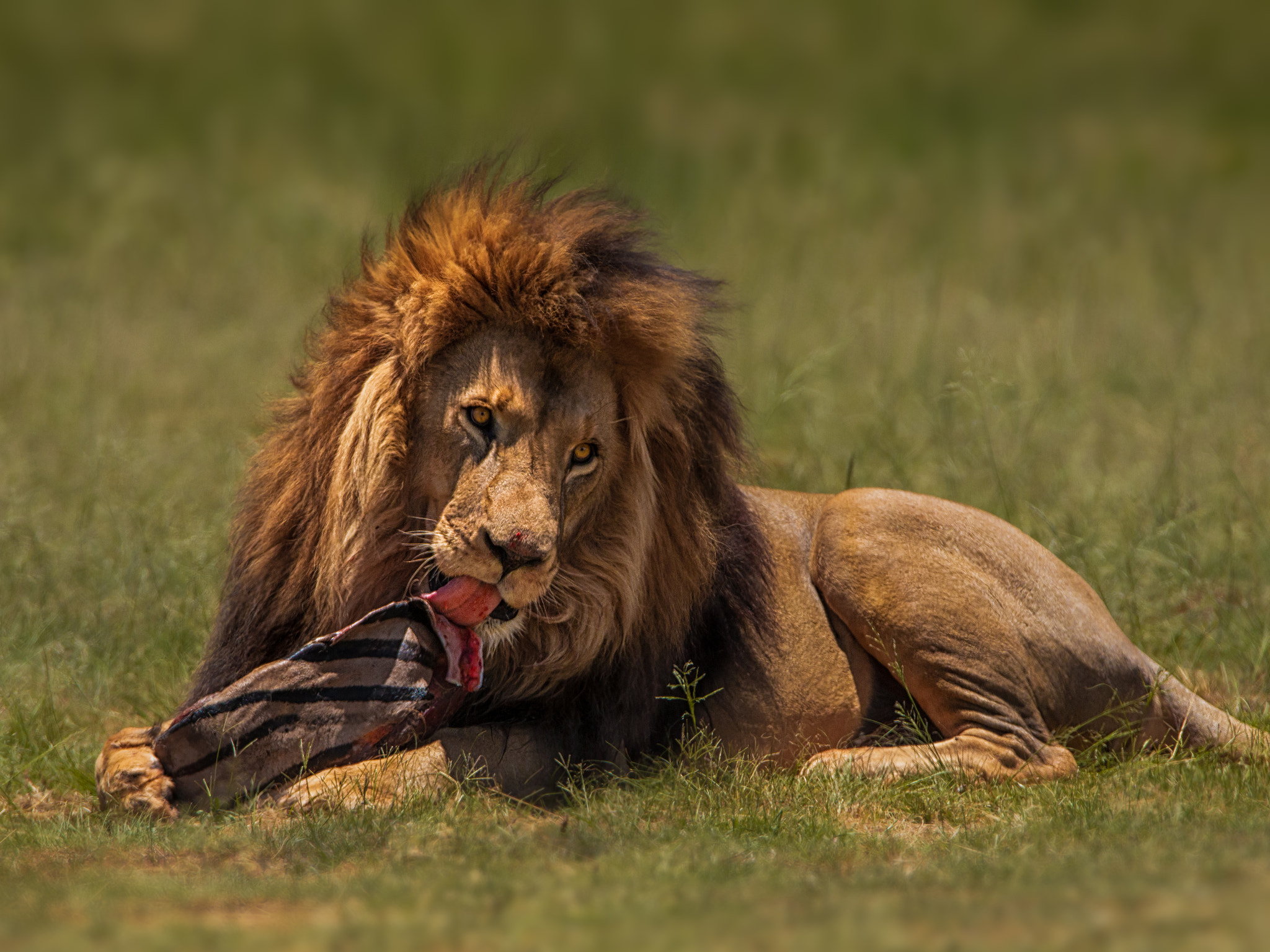 Tamron SP 150-600mm F5-6.3 Di VC USD sample photo. Lion lick photography