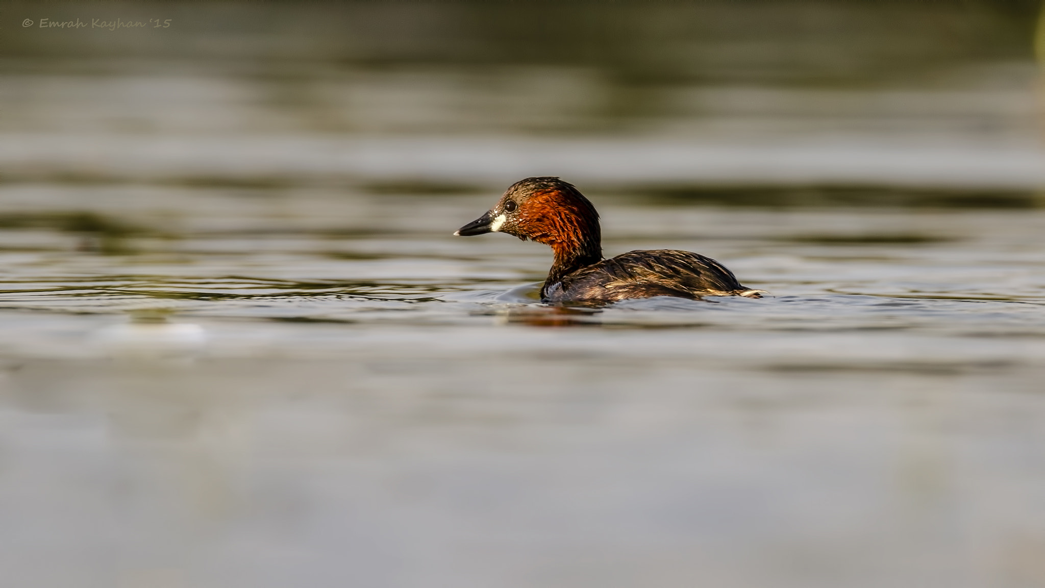 Tamron SP 150-600mm F5-6.3 Di VC USD sample photo. Little grebe photography