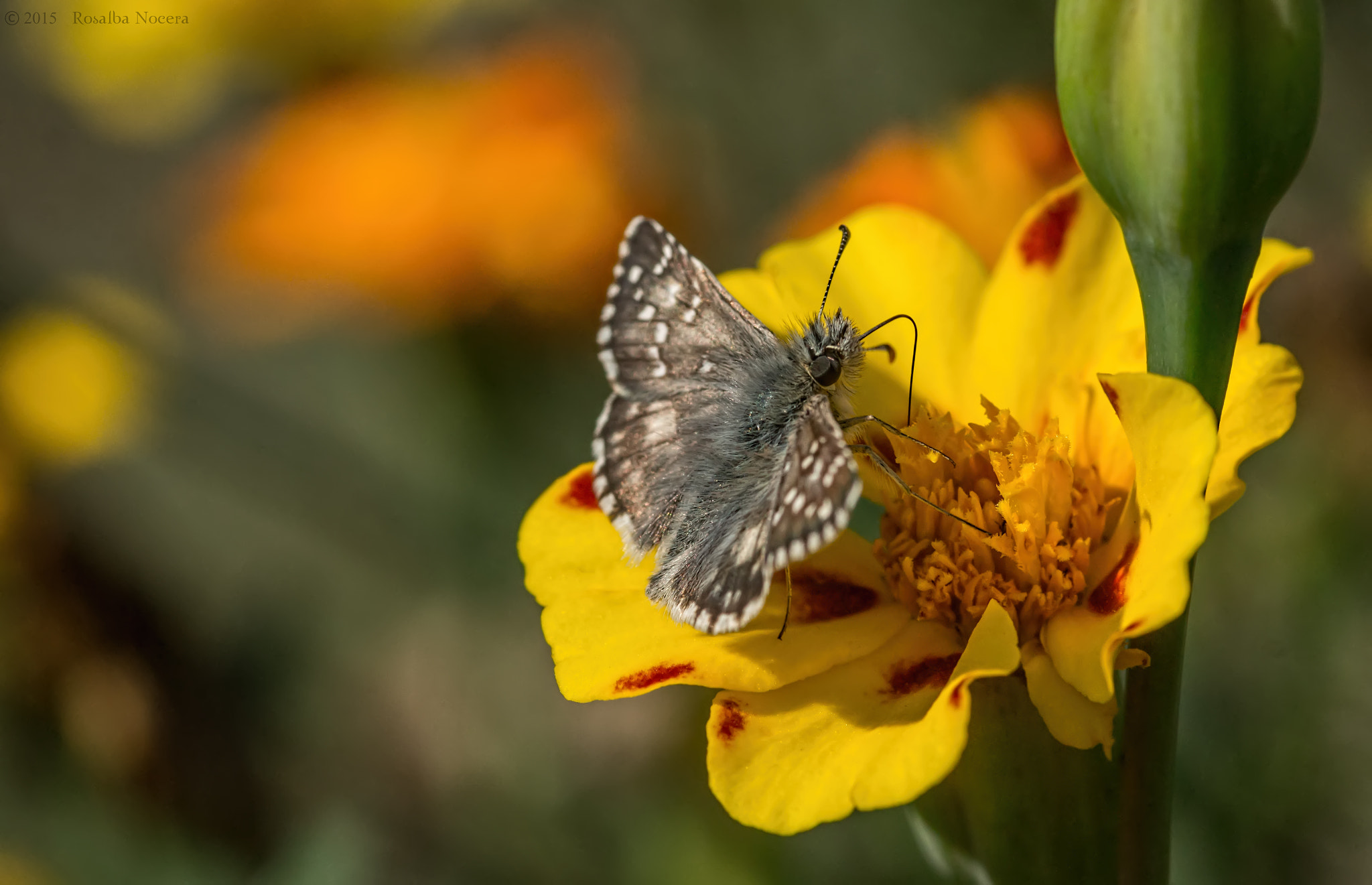 Sony SLT-A58 + Sigma AF 105mm F2.8 EX [DG] Macro sample photo. Butterfly on flower photography