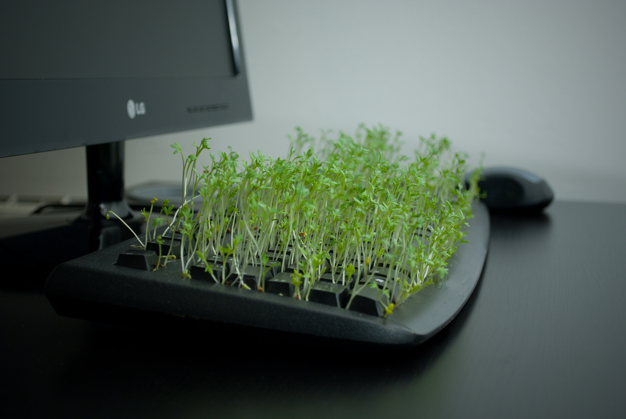 18.00 - 55.00 mm f/3.5 - 5.6 sample photo. Going green photography
