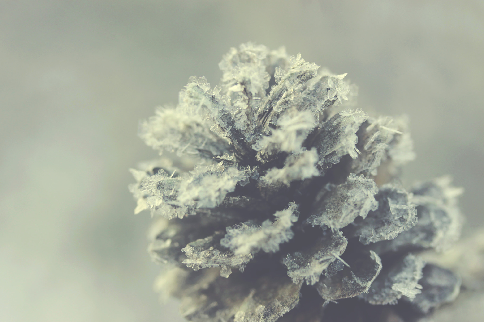 Canon EF-S 60mm F2.8 Macro USM sample photo. Frosty pine cone photography