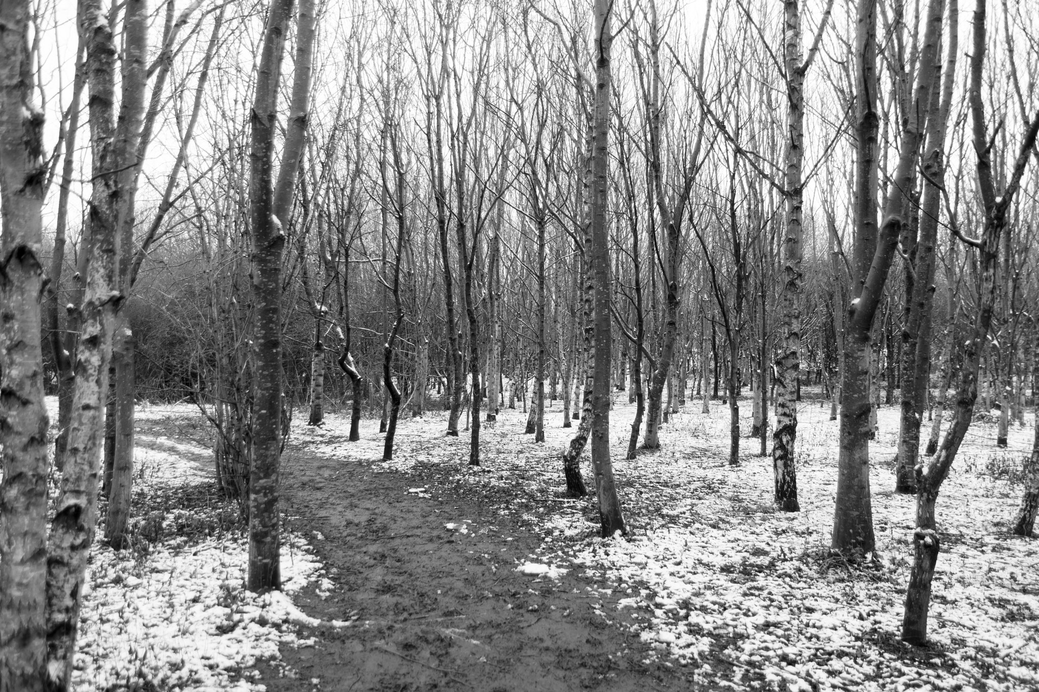 Sony SLT-A65 (SLT-A65V) sample photo. Spud wood in winter photography