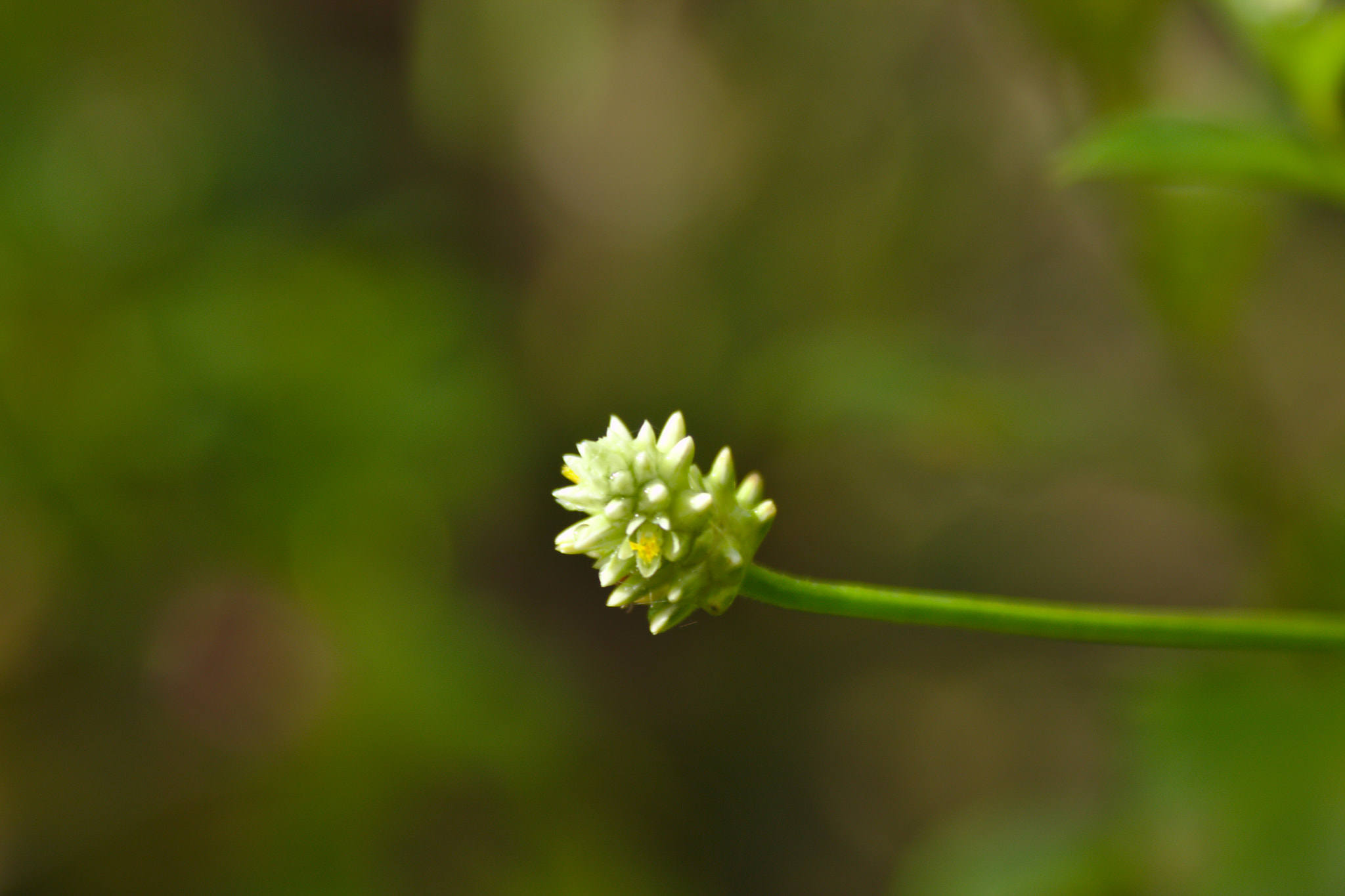 Canon EF 28-90mm f/4-5.6 USM sample photo. Little flower photography