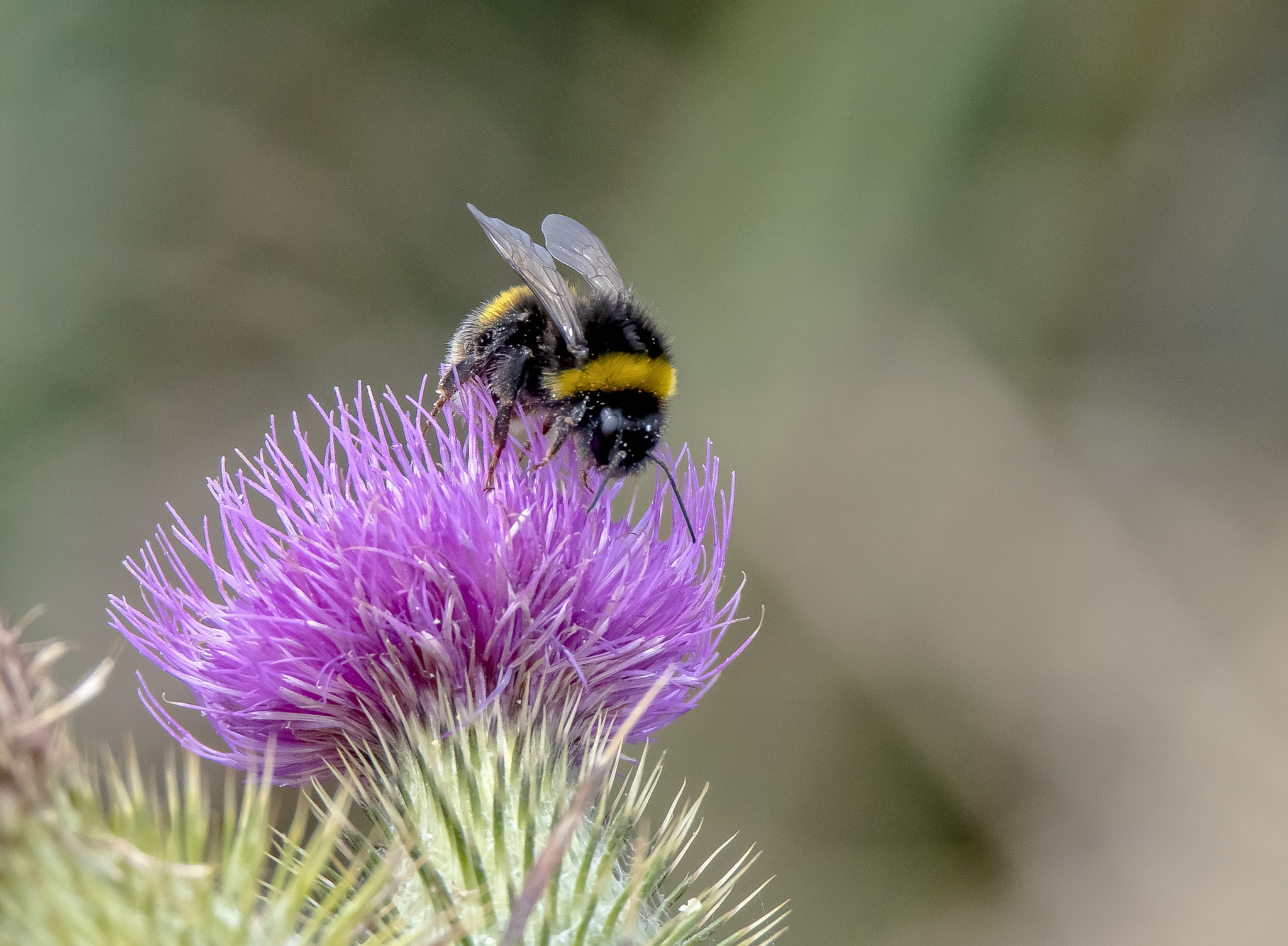 Canon EOS 7D Mark II + Tamron SP 150-600mm F5-6.3 Di VC USD sample photo. Bee on thistle photography