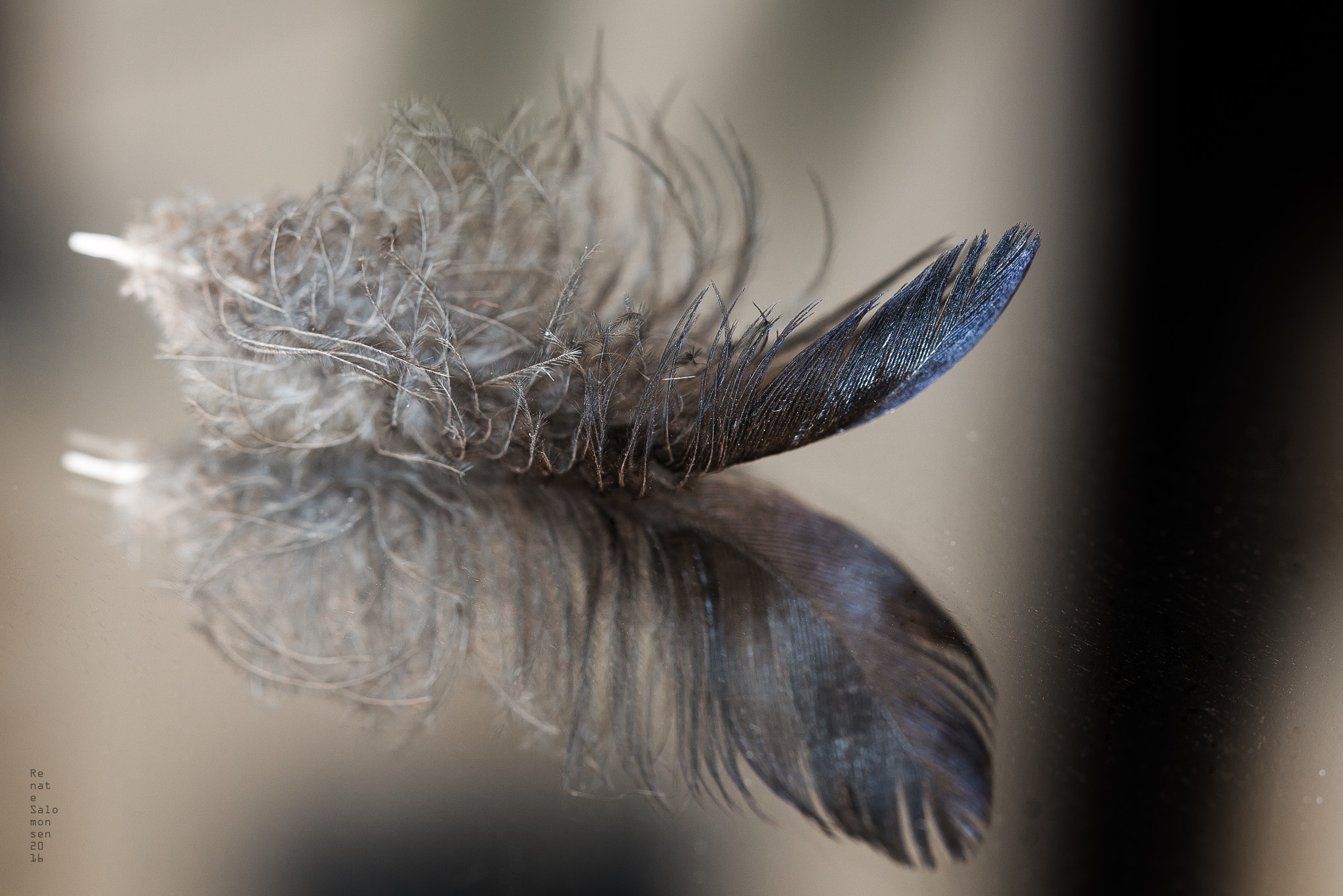 Canon EOS 700D (EOS Rebel T5i / EOS Kiss X7i) + Canon EF 100mm F2.8 Macro USM sample photo. "bye bye bluebird" photography