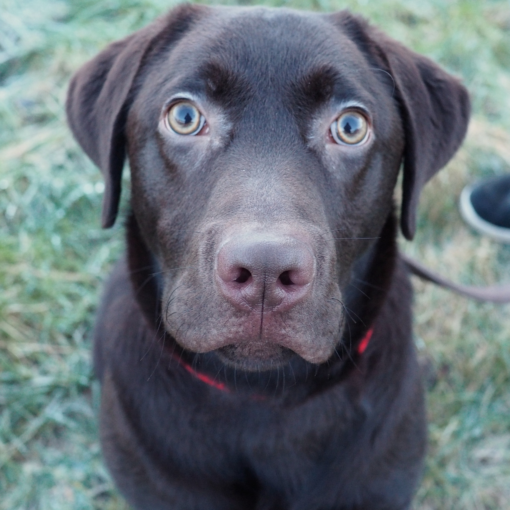 Olympus PEN E-PL7 sample photo. Hank on his walk photography