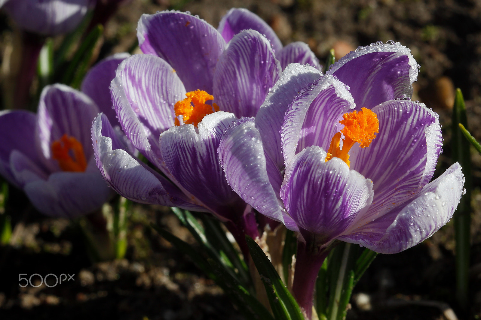 Canon EOS 60D + Canon EF 100mm F2.8 Macro USM sample photo. *** photography