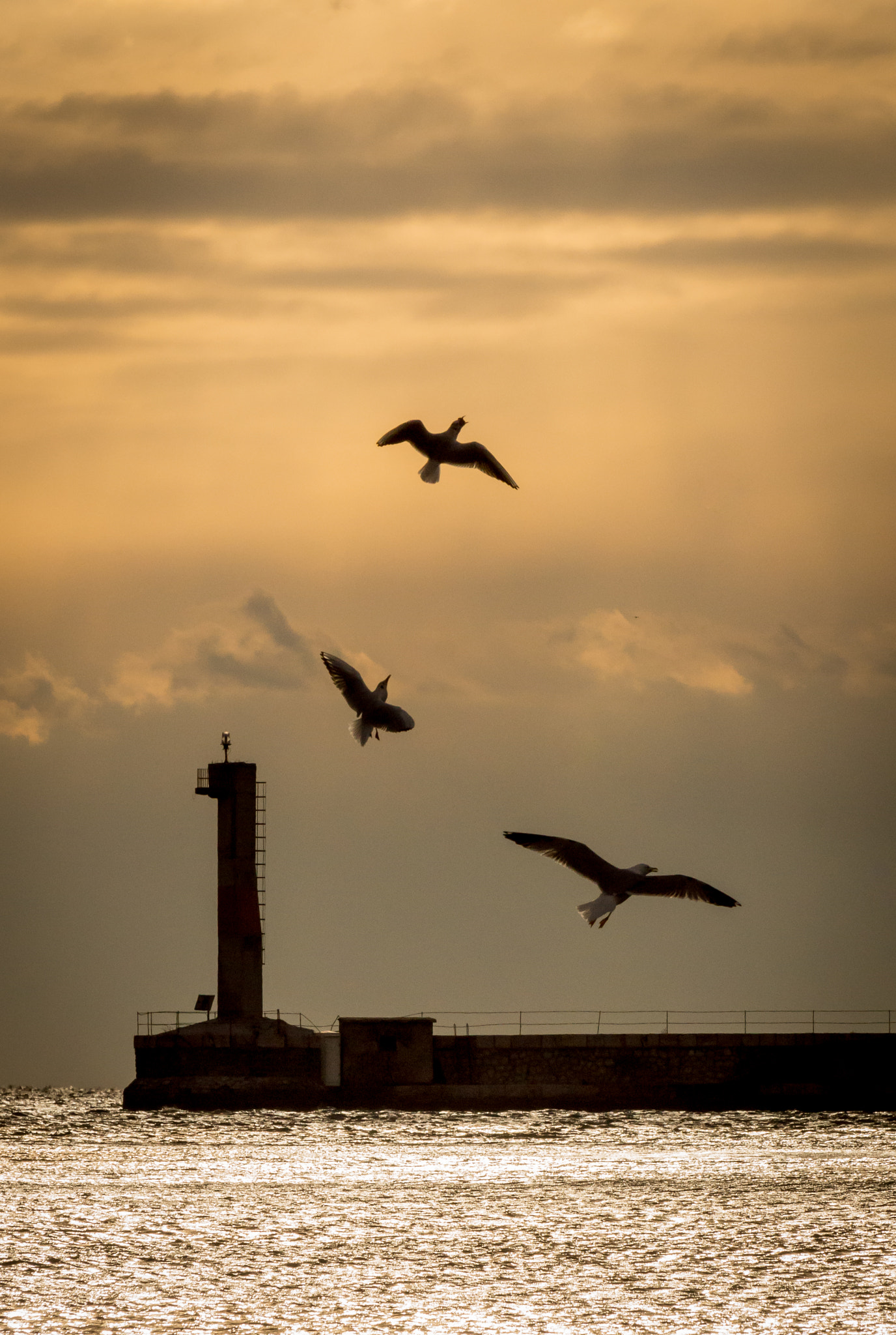Sony DT 55-300mm F4.5-5.6 SAM sample photo. Freedom photography