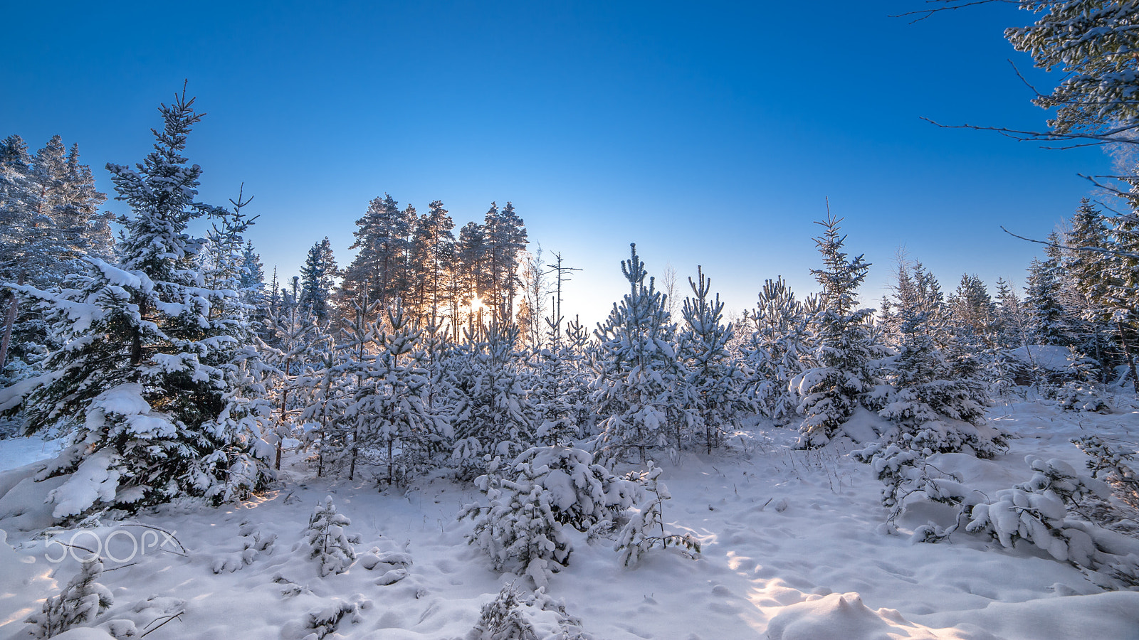 Nikon D3 + Samyang 14mm F2.8 ED AS IF UMC sample photo. Winter forest photography