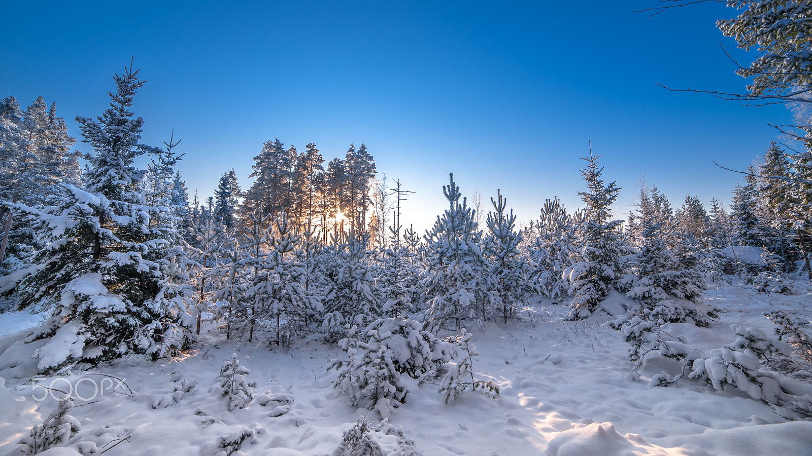 Samyang 14mm F2.8 ED AS IF UMC sample photo. Winter forest photography