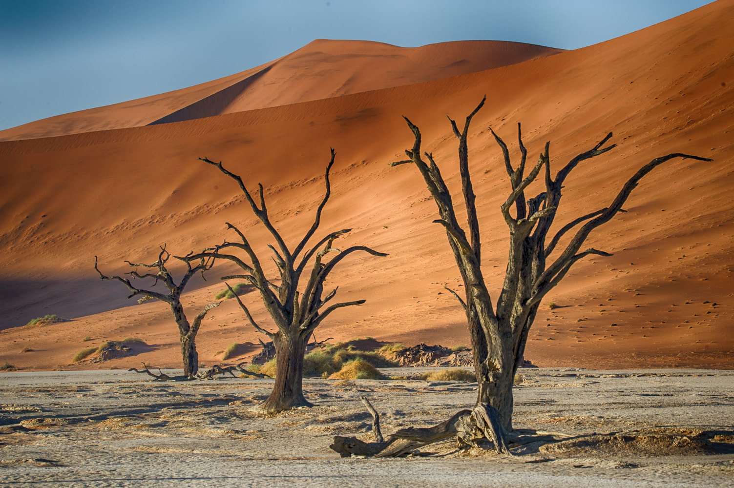 Nikon D3S sample photo. Les arbres de deadvlei photography