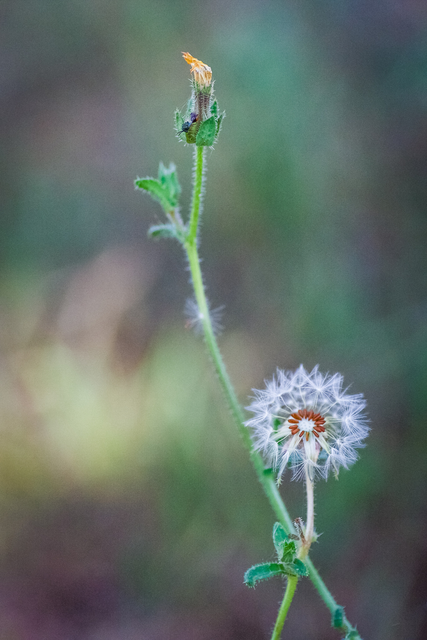 Canon EOS 40D + Tamron SP AF 90mm F2.8 Di Macro sample photo. Taraxacum photography