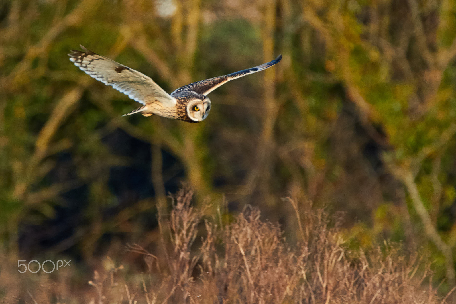 Tamron SP 150-600mm F5-6.3 Di VC USD sample photo. Short eared owl photography