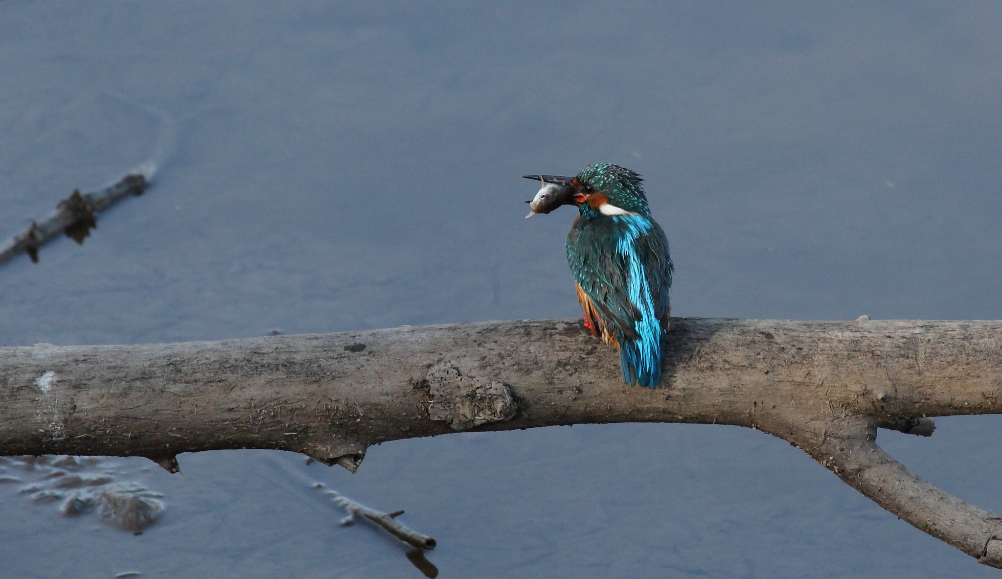 Canon EF 100-400mm F4.5-5.6L IS USM sample photo. Jpg photography