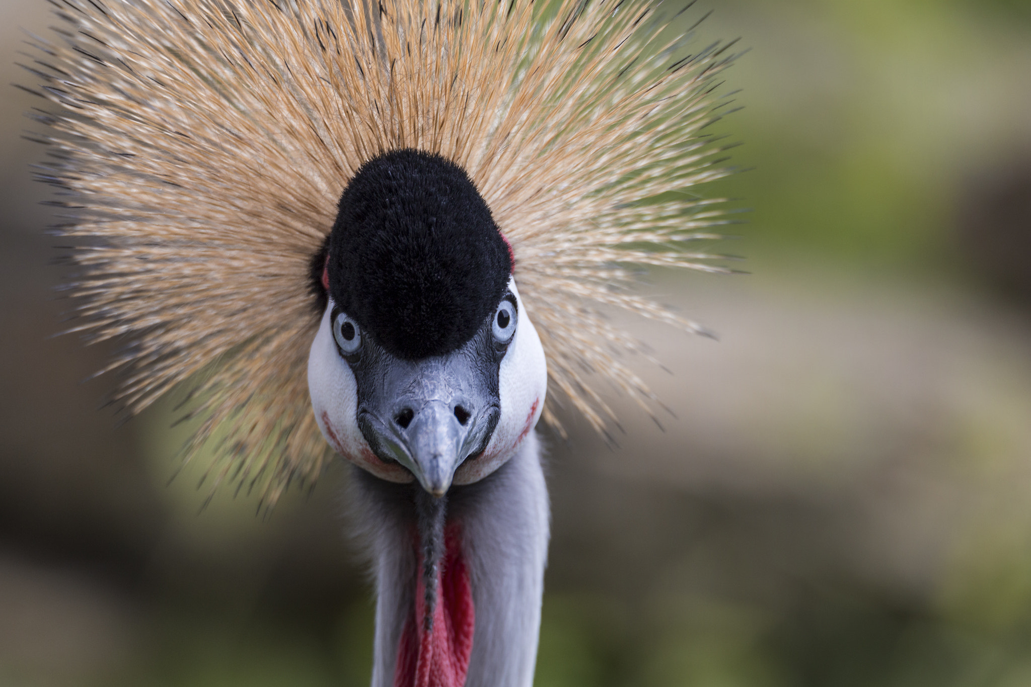 Canon EOS 6D + Tamron SP 150-600mm F5-6.3 Di VC USD sample photo. Crowned crane photography
