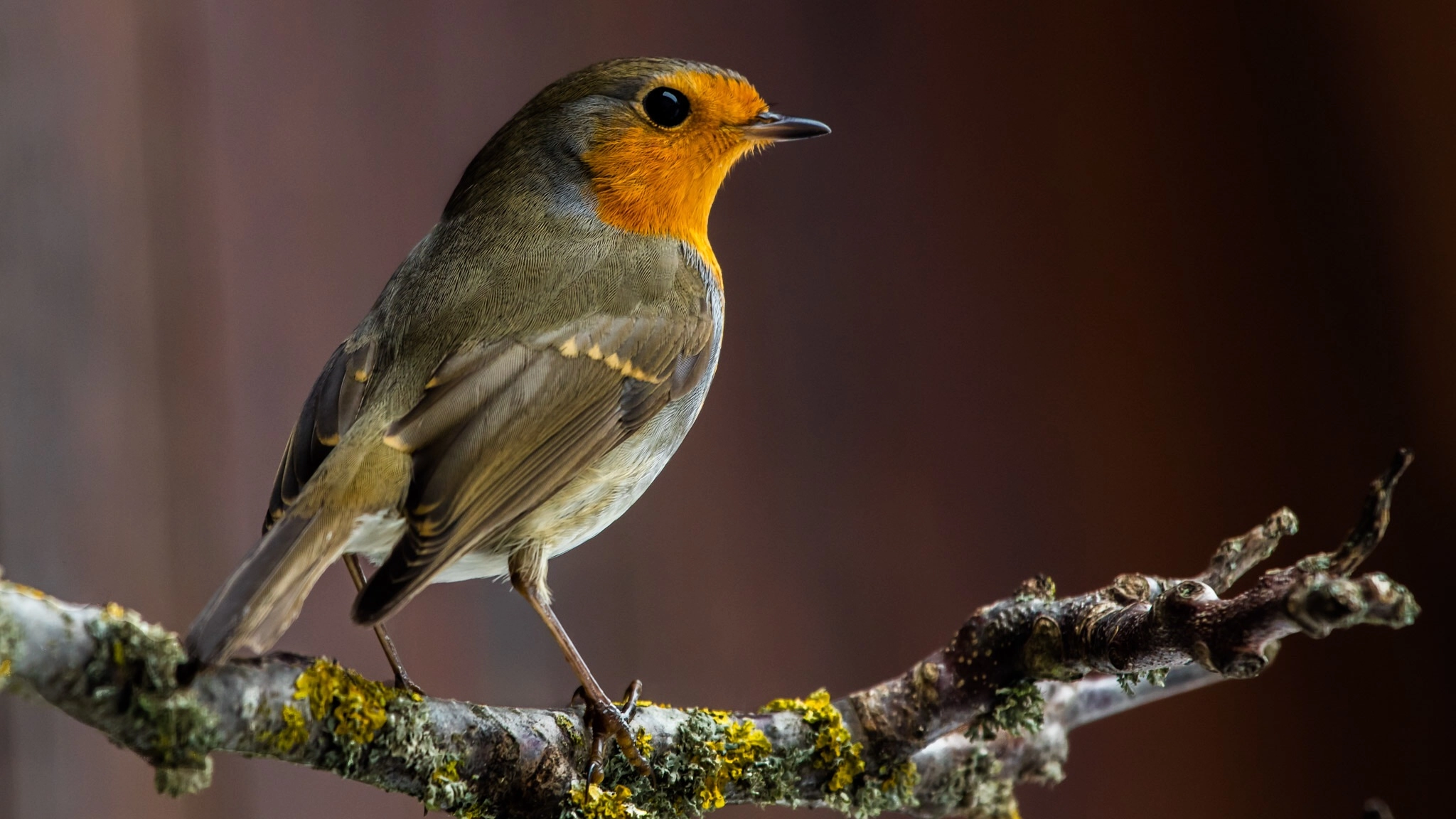 Canon EF 100-400mm F4.5-5.6L IS USM sample photo. The sweet little robin photography