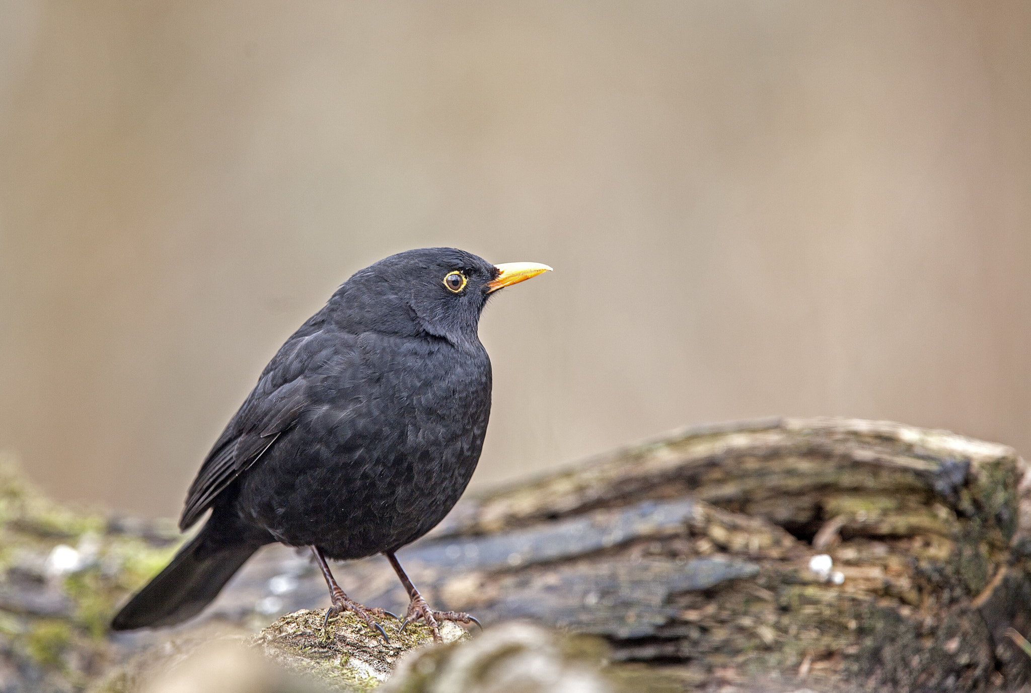 Canon EF 300mm F2.8L IS USM sample photo. Merel (mannelijk) photography