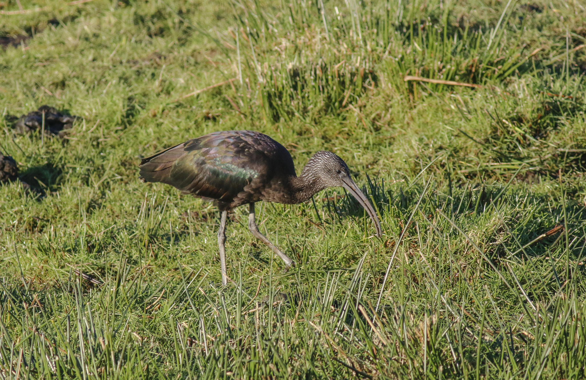 Canon EOS 7D Mark II + Canon EF 400mm F5.6L USM sample photo. Glossy ibis photography