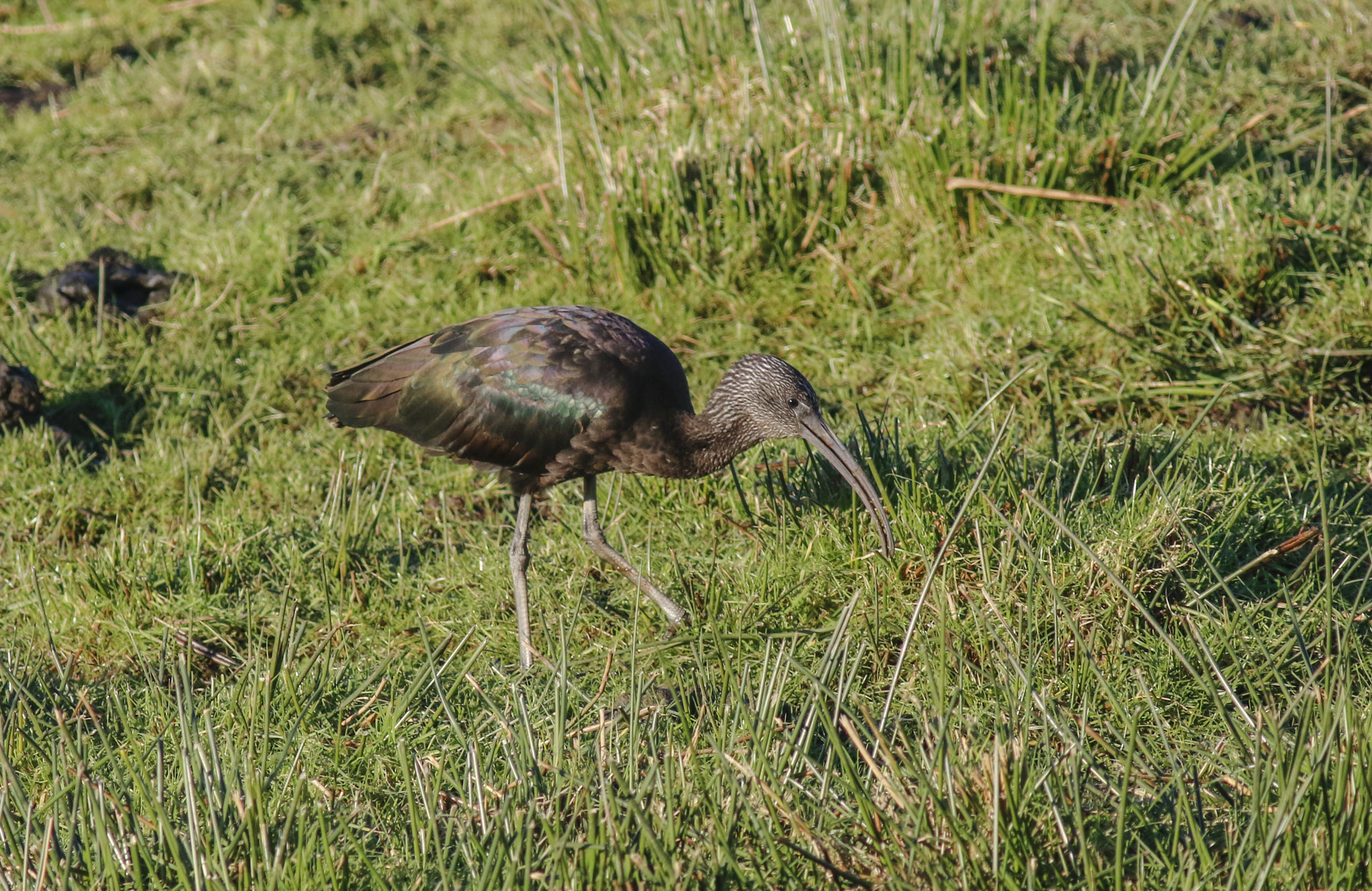 Canon EF 400mm F5.6L USM sample photo. Glossy ibis photography