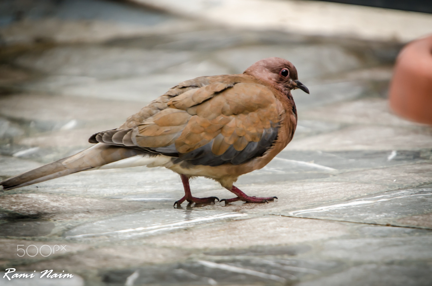 Sigma 50-500mm F4-6.3 EX APO RF HSM sample photo. Birds of garden photography
