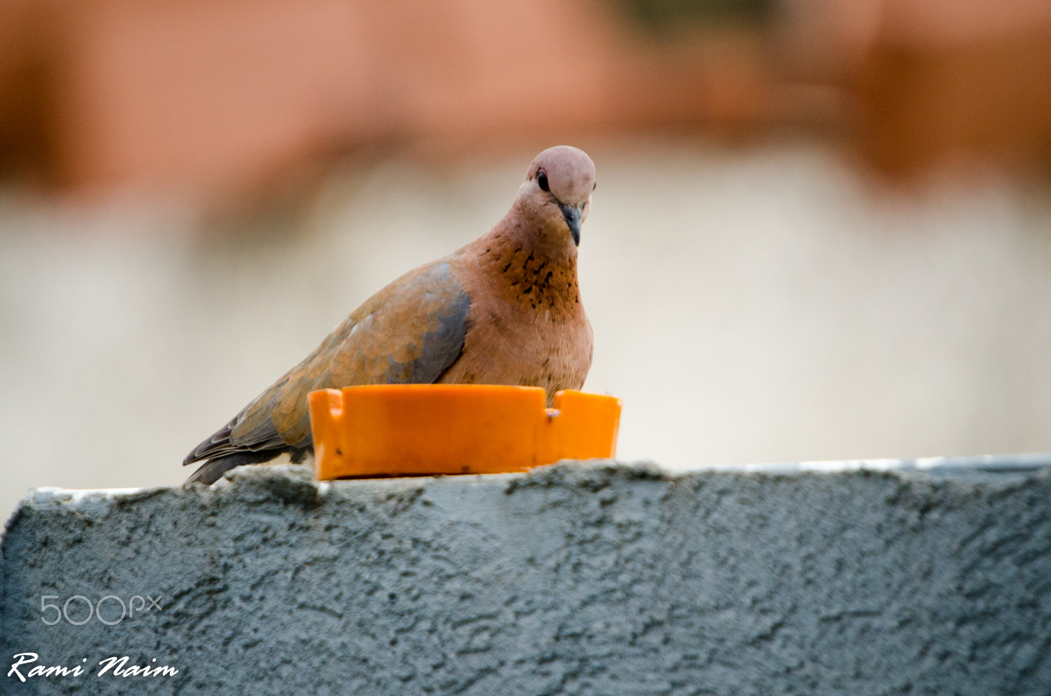 Sigma 50-500mm F4-6.3 EX APO RF HSM sample photo. Birds of garden photography
