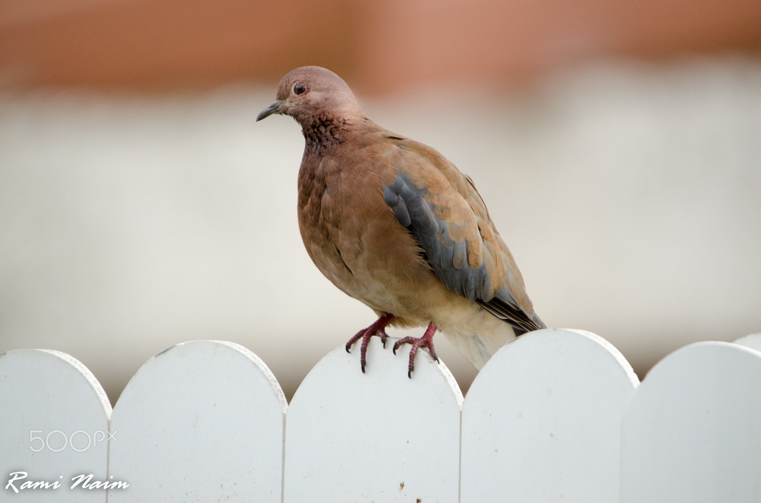 Sigma 50-500mm F4-6.3 EX APO RF HSM sample photo. Birds of garden photography