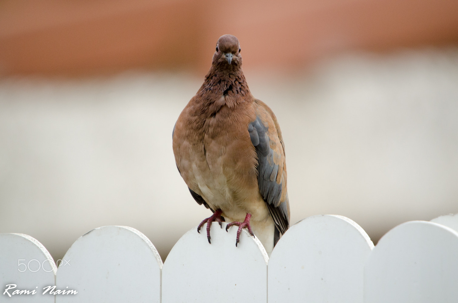 Sigma 50-500mm F4-6.3 EX APO RF HSM sample photo. Birds of garden photography