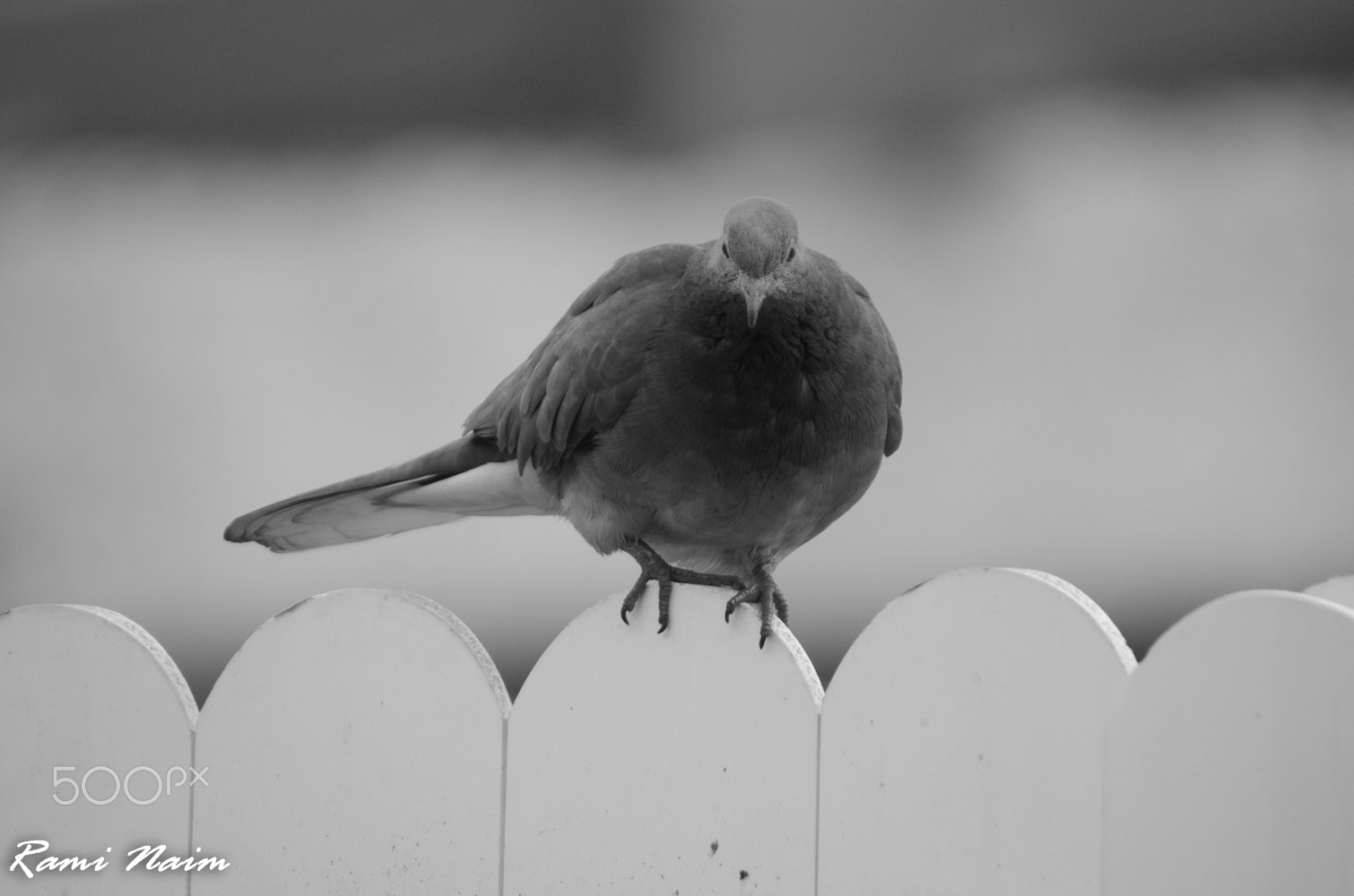 Nikon D7000 + Sigma 50-500mm F4-6.3 EX APO RF HSM sample photo. Birds of garden photography