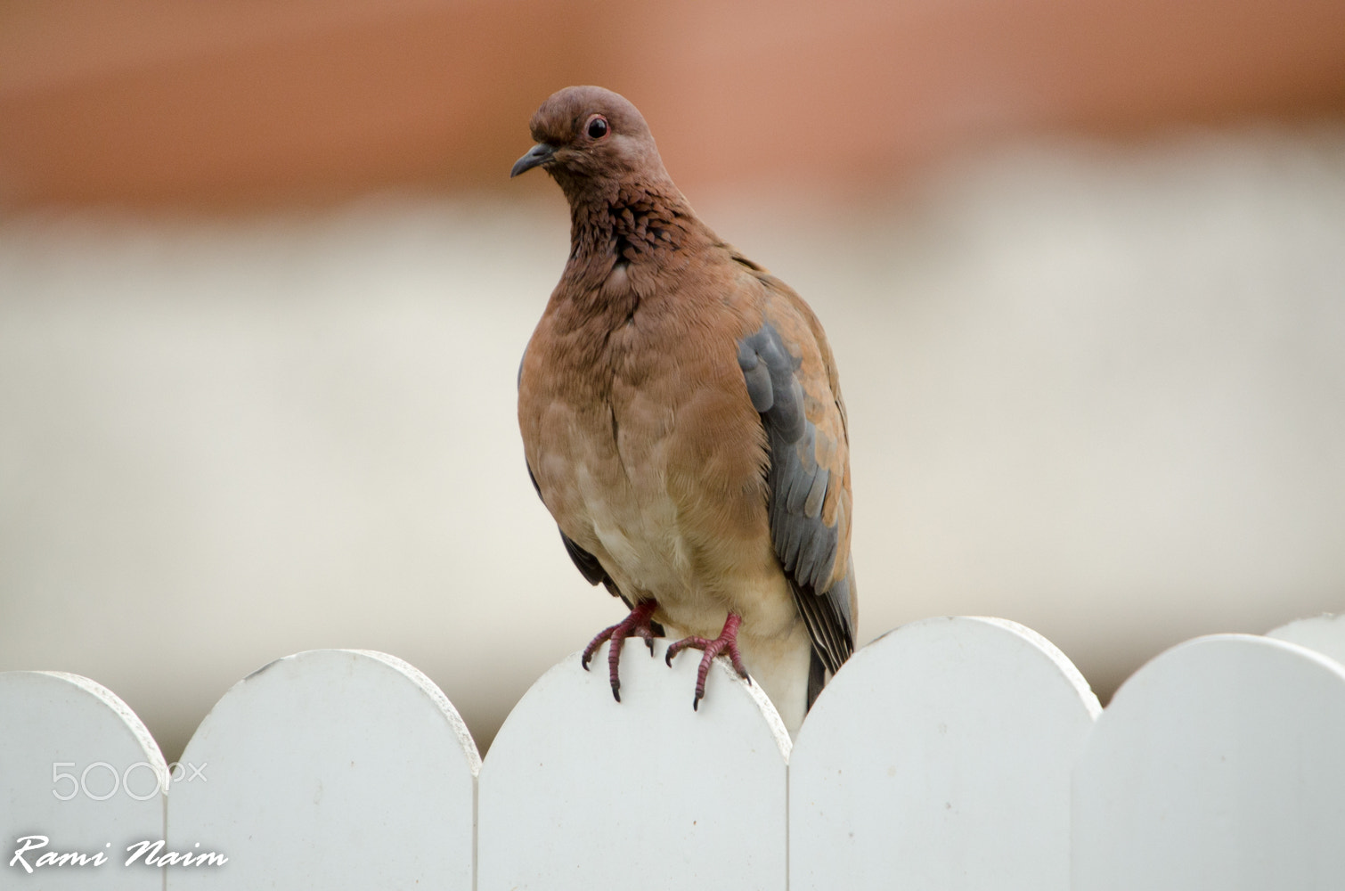 Sigma 50-500mm F4-6.3 EX APO RF HSM sample photo. Birds of garden photography