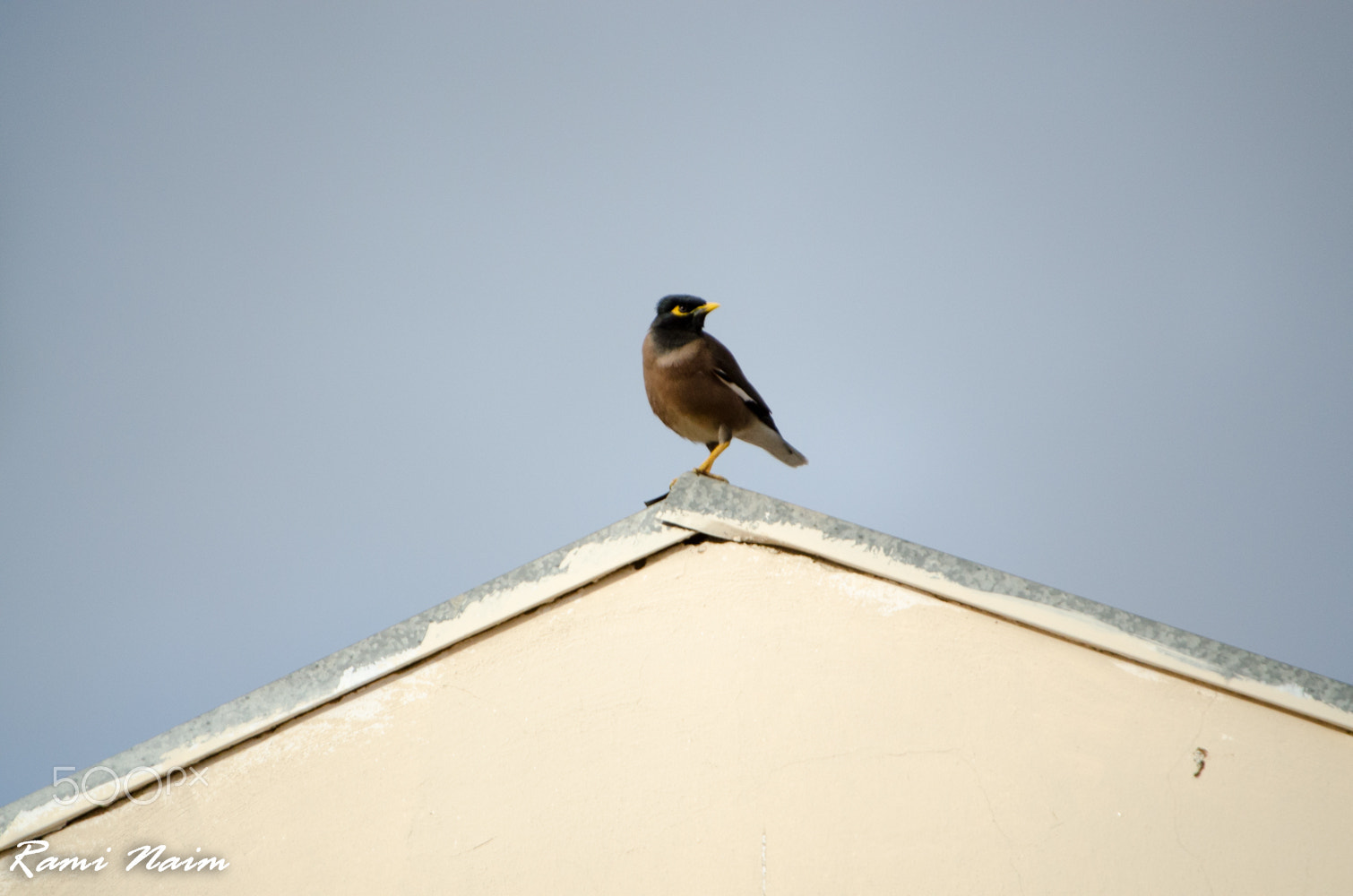 Nikon D7000 + Sigma 50-500mm F4-6.3 EX APO RF HSM sample photo. Birds of garden photography