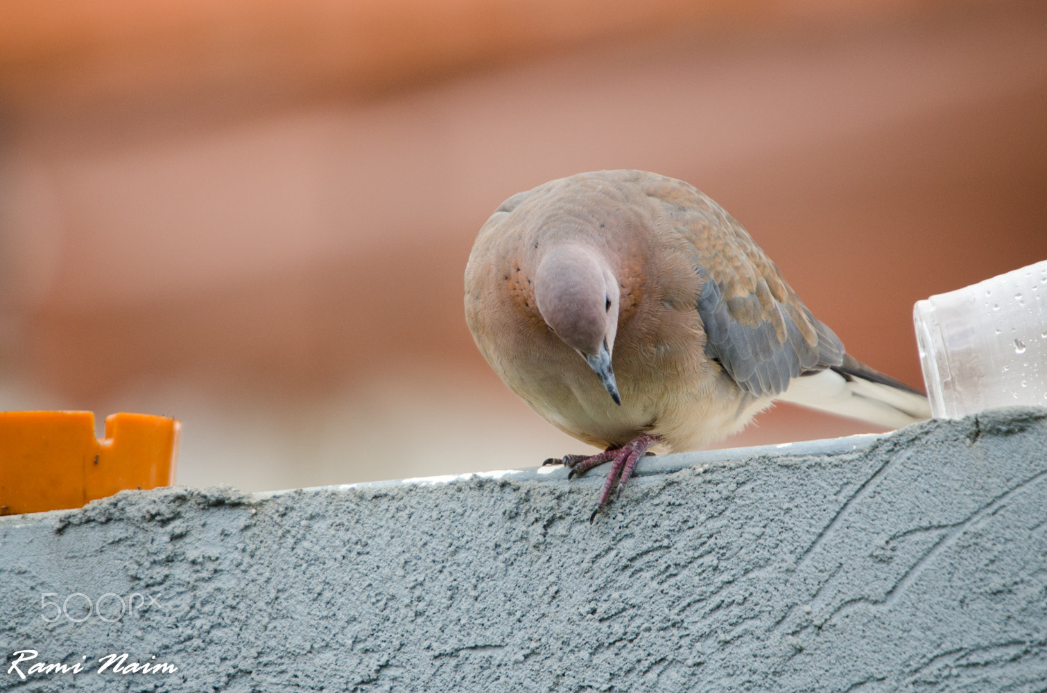 Nikon D7000 + Sigma 50-500mm F4-6.3 EX APO RF HSM sample photo. Birds of garden photography