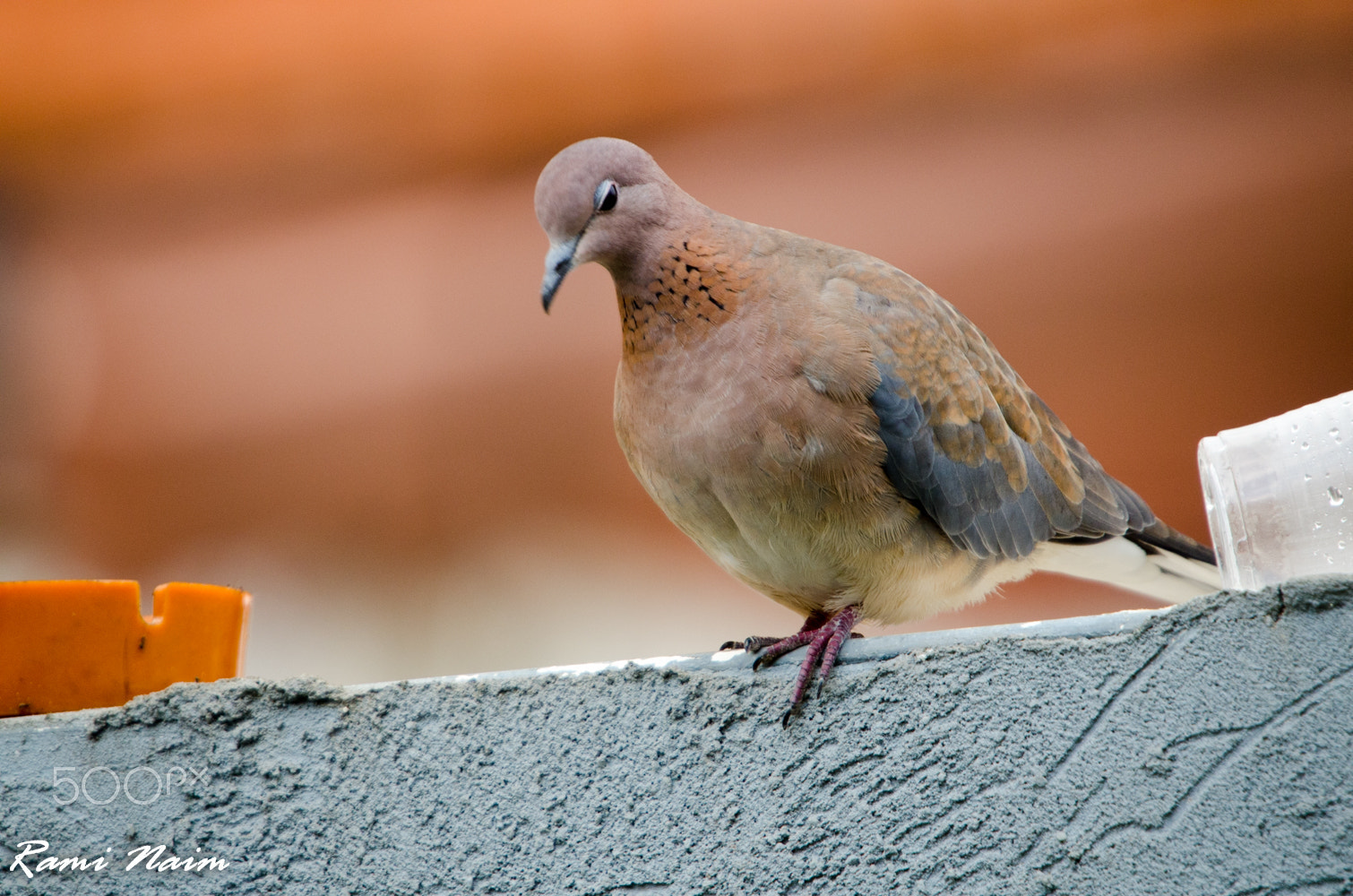 Sigma 50-500mm F4-6.3 EX APO RF HSM sample photo. Birds of garden photography