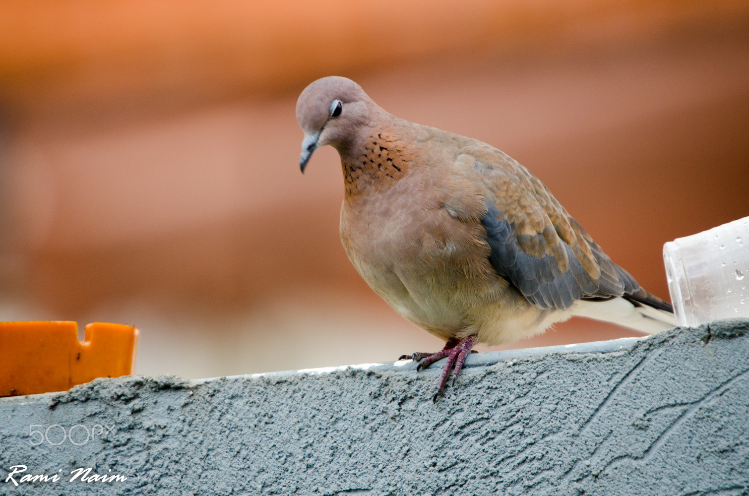 Nikon D7000 + Sigma 50-500mm F4-6.3 EX APO RF HSM sample photo. Birds of garden photography