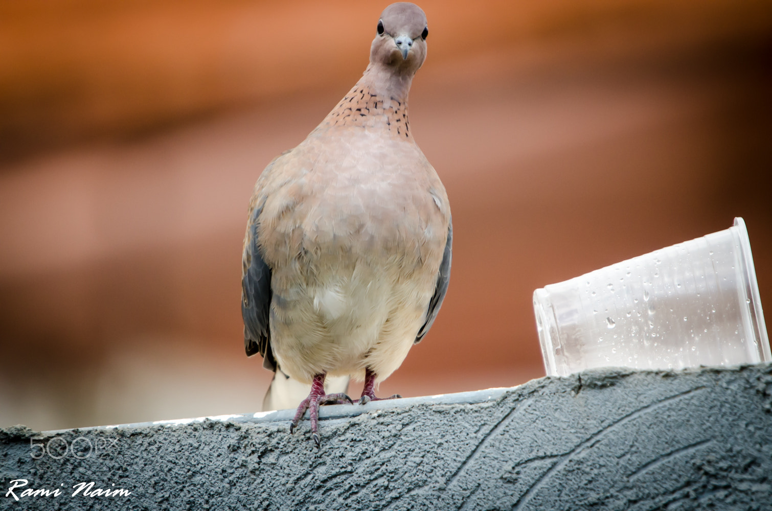 Nikon D7000 + Sigma 50-500mm F4-6.3 EX APO RF HSM sample photo. Birds of garden photography