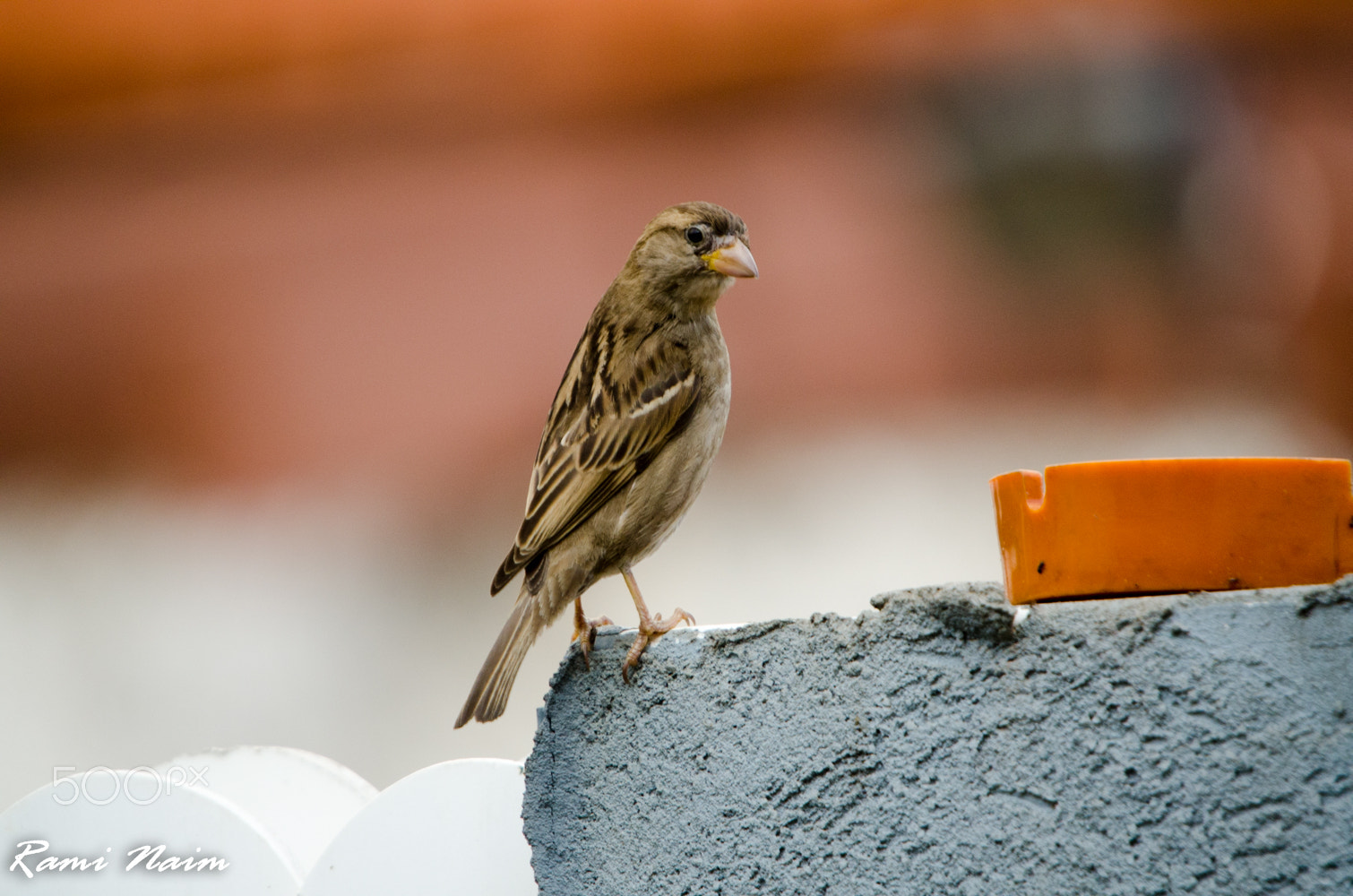 Nikon D7000 + Sigma 50-500mm F4-6.3 EX APO RF HSM sample photo. Birds of garden photography