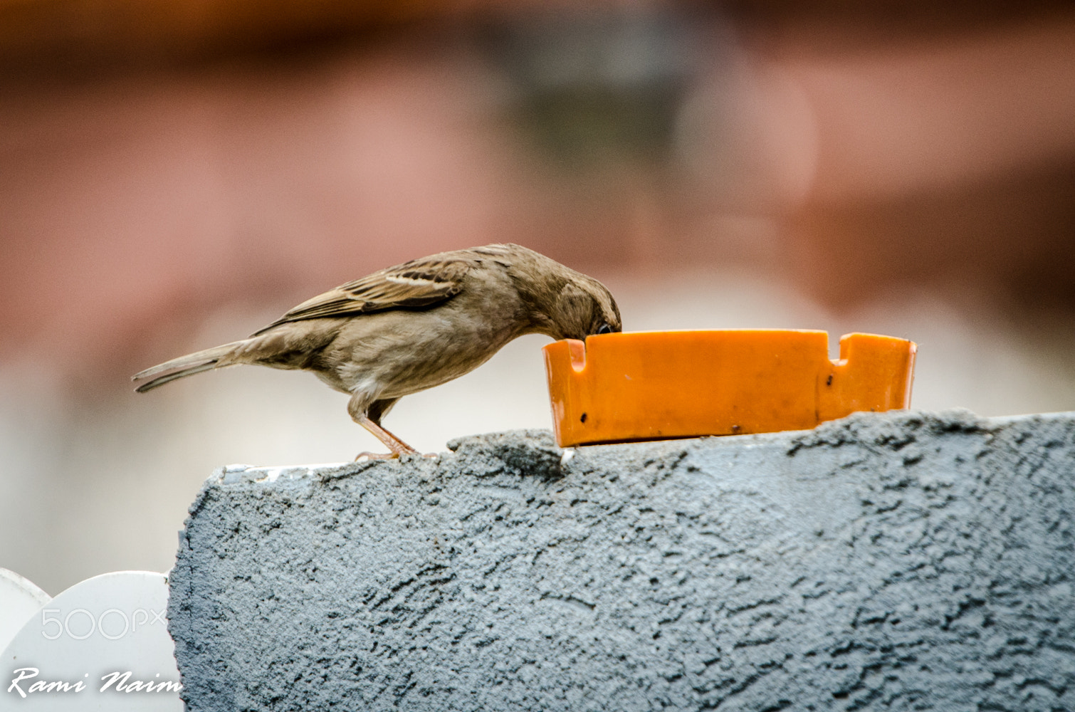 Nikon D7000 + Sigma 50-500mm F4-6.3 EX APO RF HSM sample photo. Birds of garden photography