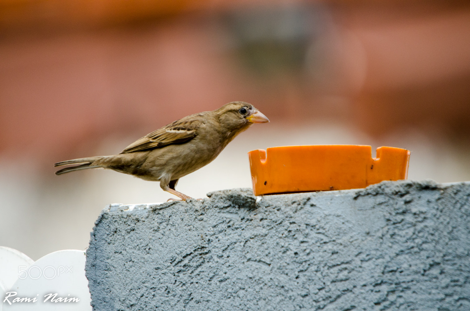 Nikon D7000 + Sigma 50-500mm F4-6.3 EX APO RF HSM sample photo. Birds of garden photography