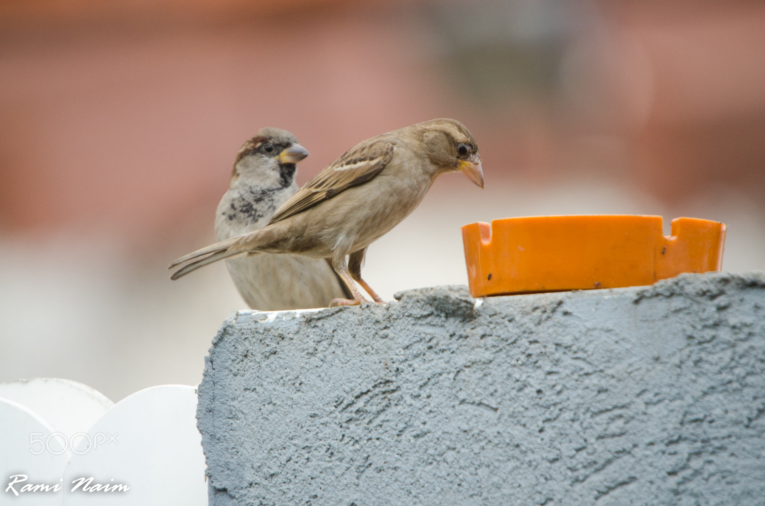 Nikon D7000 + Sigma 50-500mm F4-6.3 EX APO RF HSM sample photo. Birds of garden photography