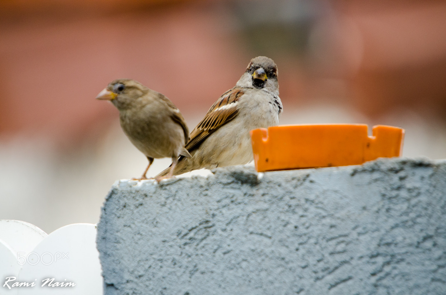 Nikon D7000 + Sigma 50-500mm F4-6.3 EX APO RF HSM sample photo. Birds of garden photography