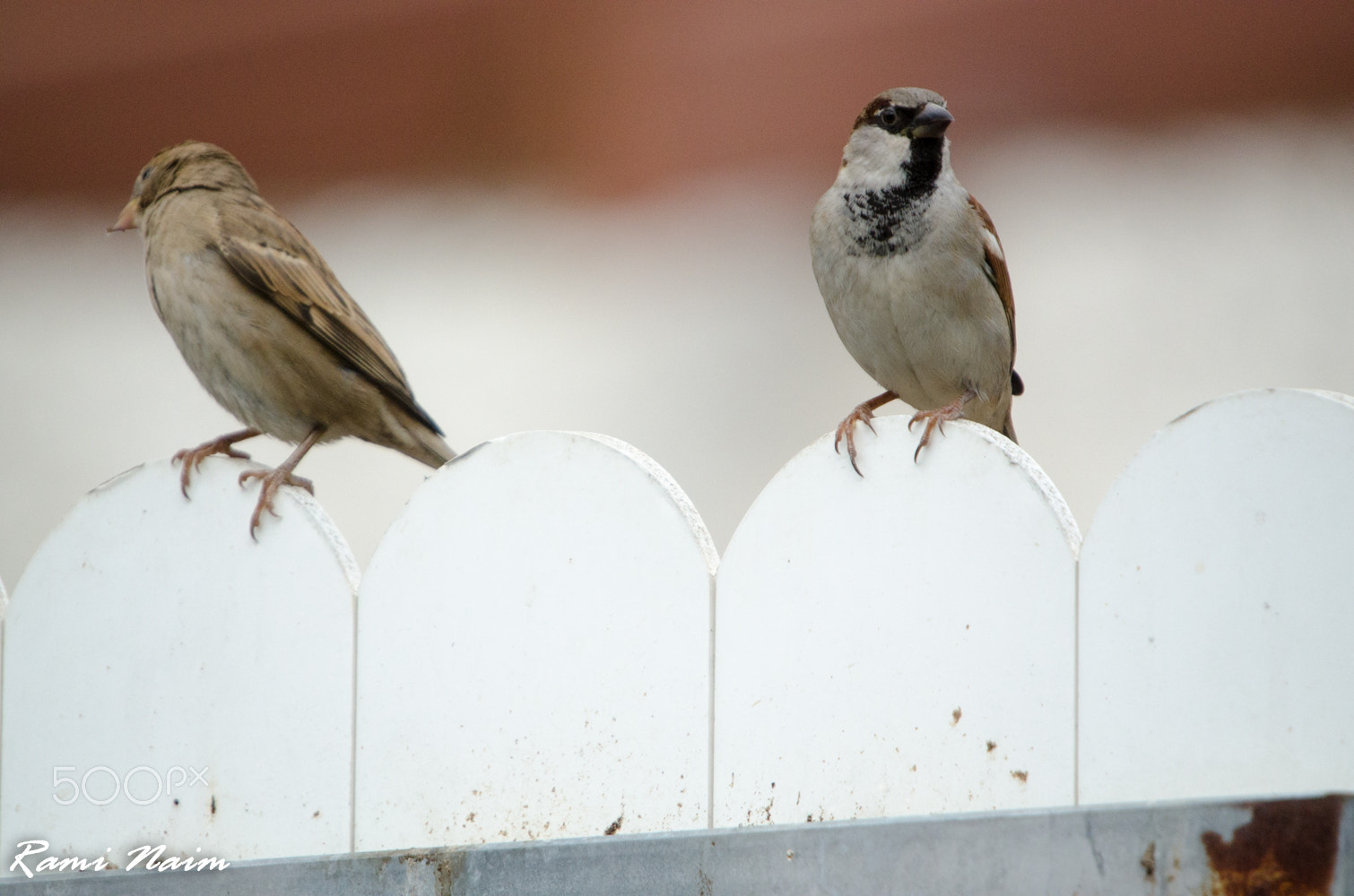Sigma 50-500mm F4-6.3 EX APO RF HSM sample photo. Birds of garden photography
