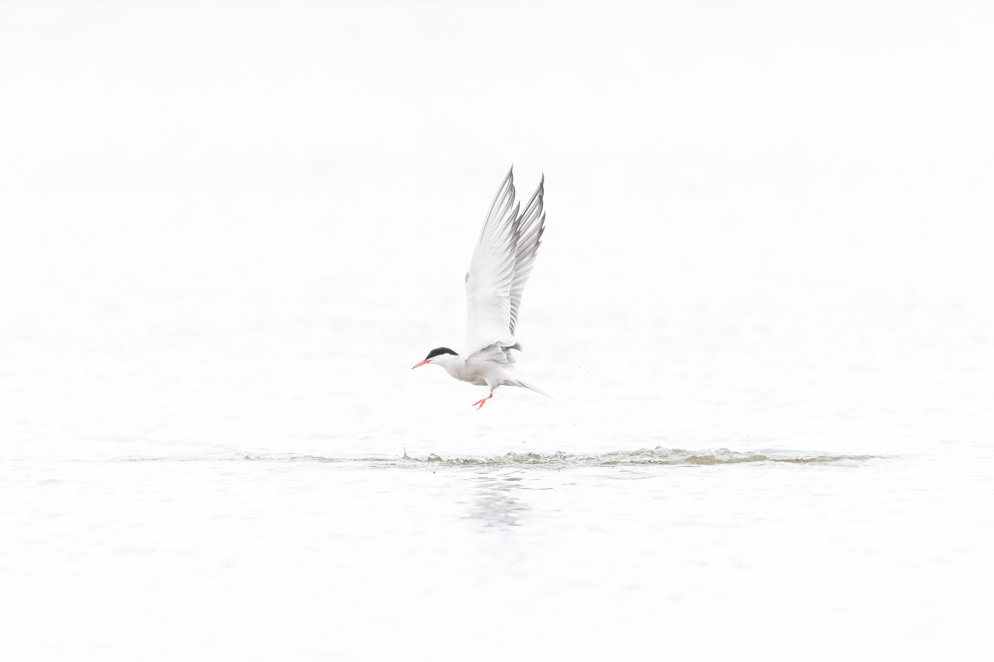 Canon EF 600mm f/4L IS sample photo. Hitting the high key photography