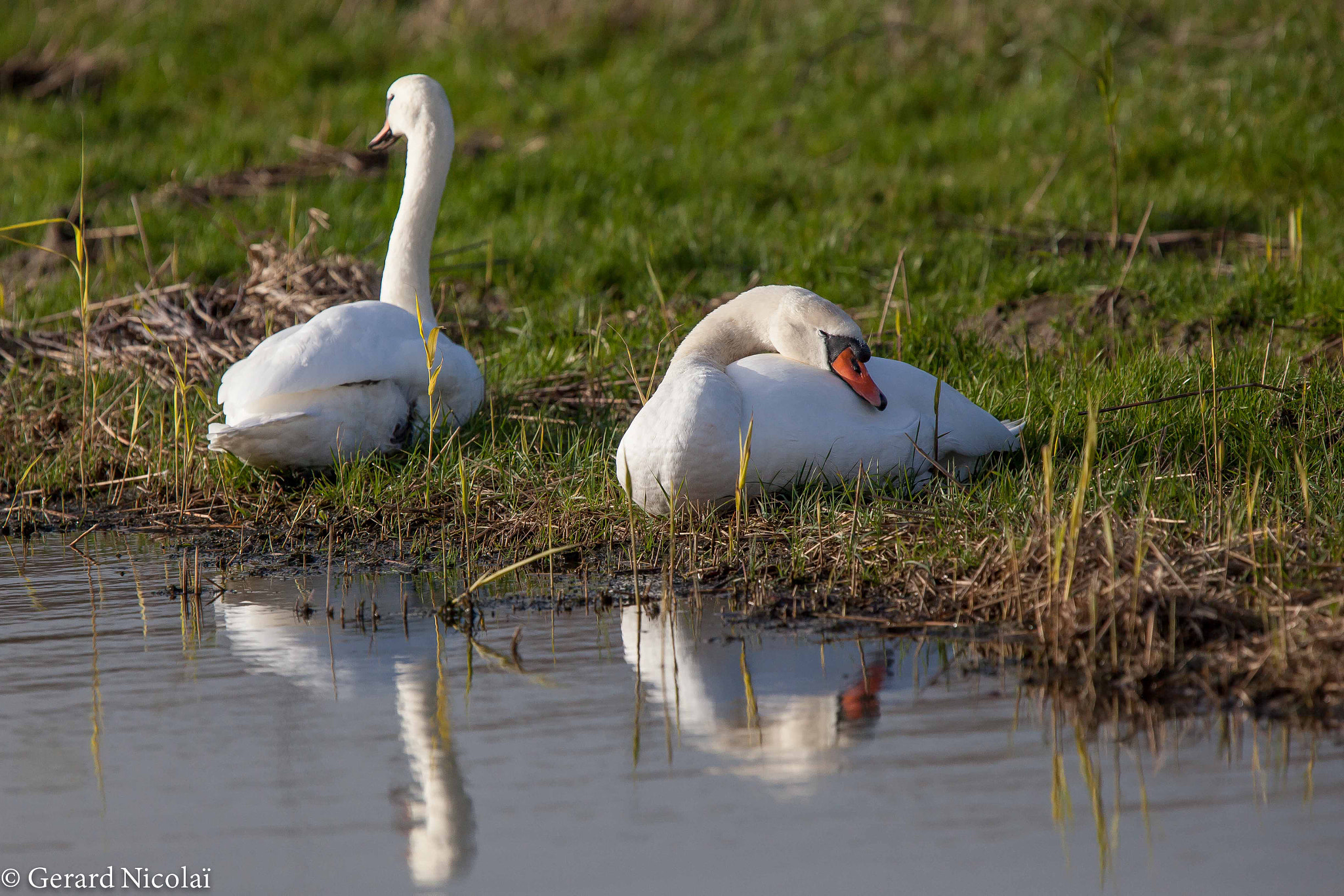 Canon EF 300mm F2.8L IS USM sample photo. Swans resting photography