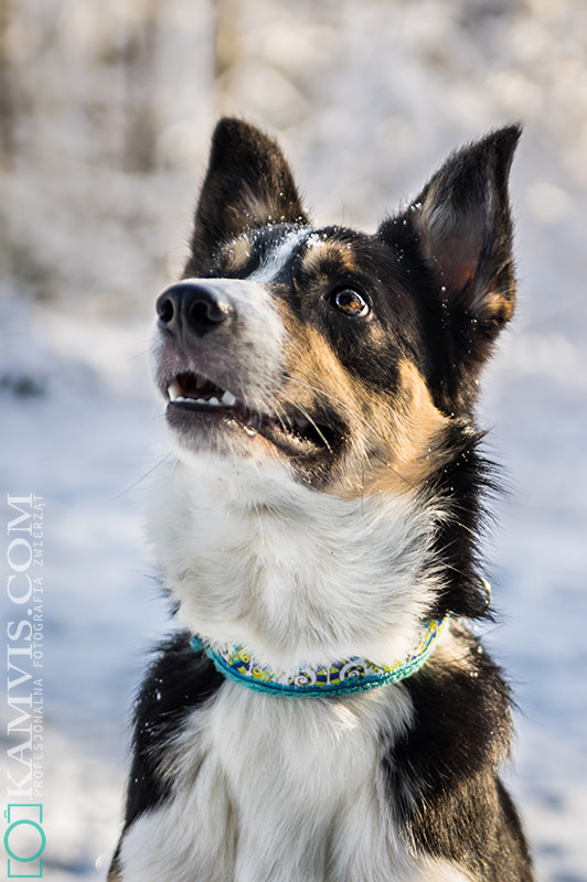 Tamron AF 28-75mm F2.8 XR Di LD Aspherical (IF) sample photo. Django the border collie photography