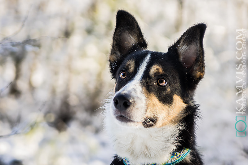 Tamron AF 28-75mm F2.8 XR Di LD Aspherical (IF) sample photo. Django the border collie photography