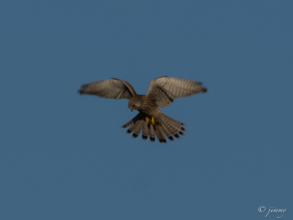 Sigma 150-500mm F5-6.3 DG OS HSM sample photo. Faucon crecerelle photography