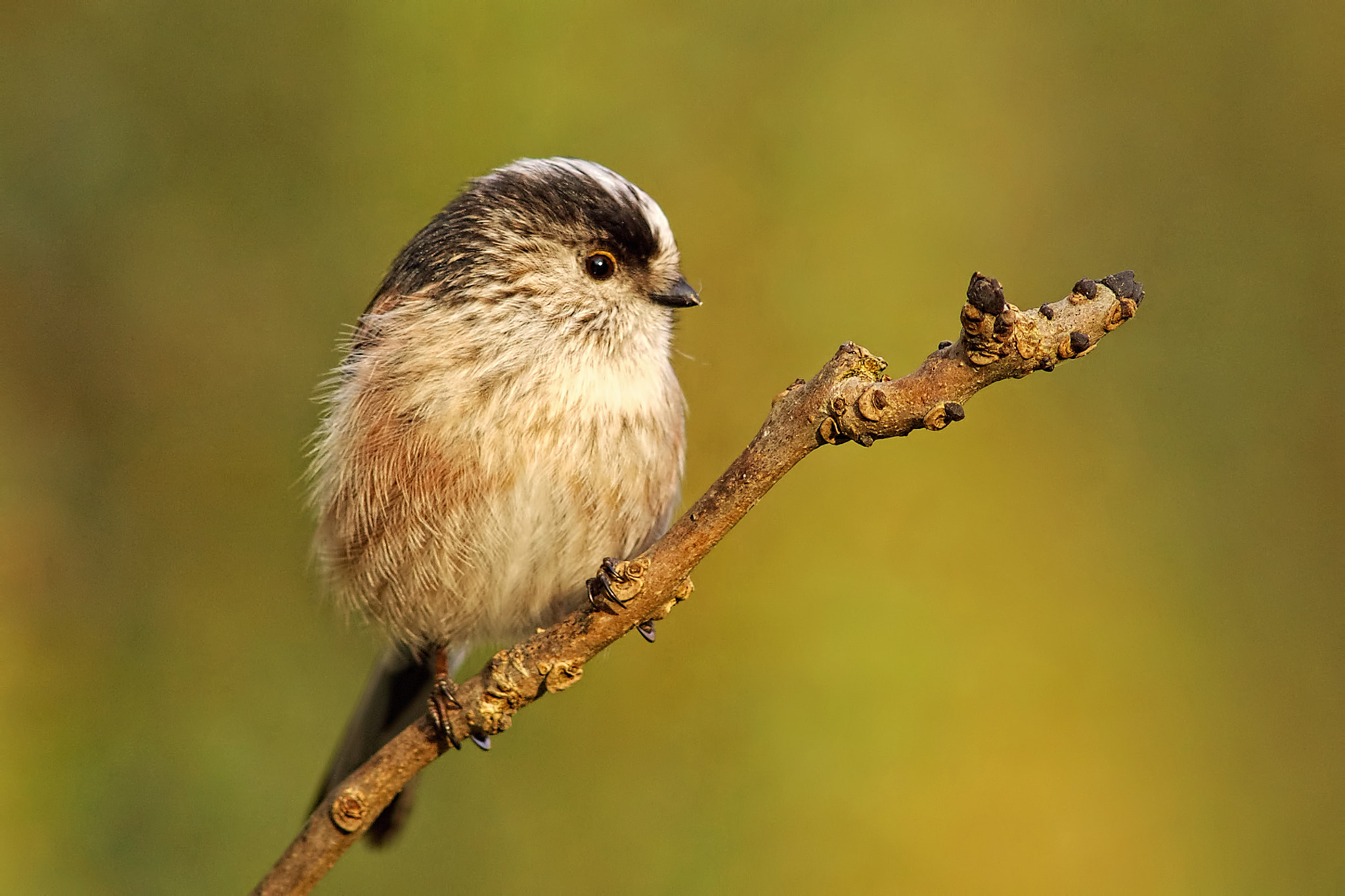 Sony a99 II sample photo. Long tailed tit photography