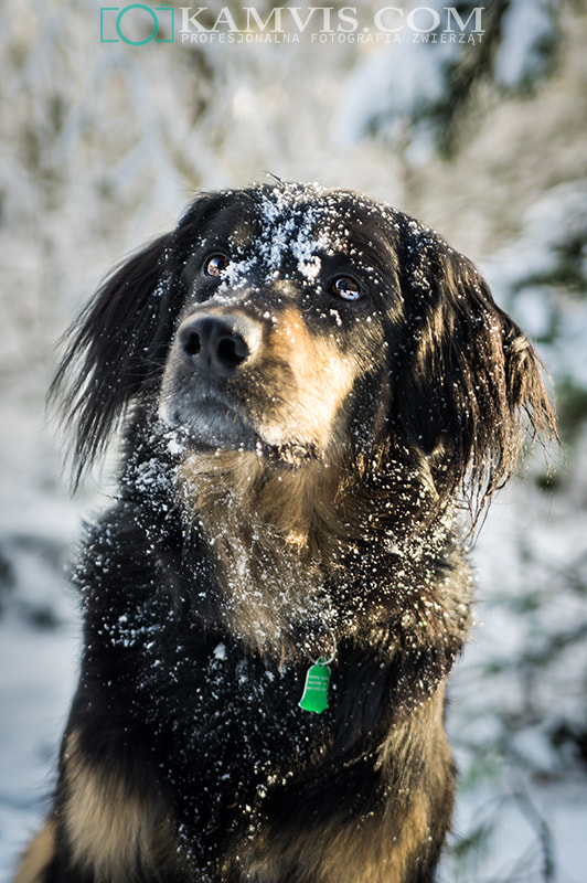 Tamron AF 28-75mm F2.8 XR Di LD Aspherical (IF) sample photo. Waszka the hovawart photography