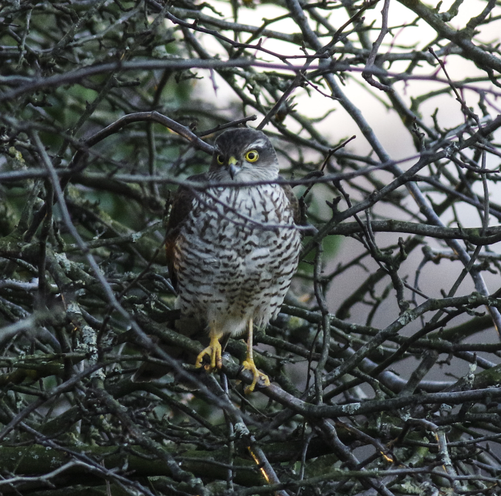 Canon EF 400mm F5.6L USM sample photo. () photography