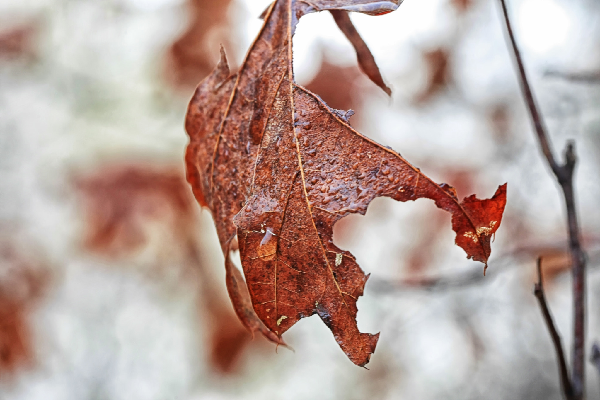 Canon EOS-1D Mark III sample photo. ^consolation^ photography