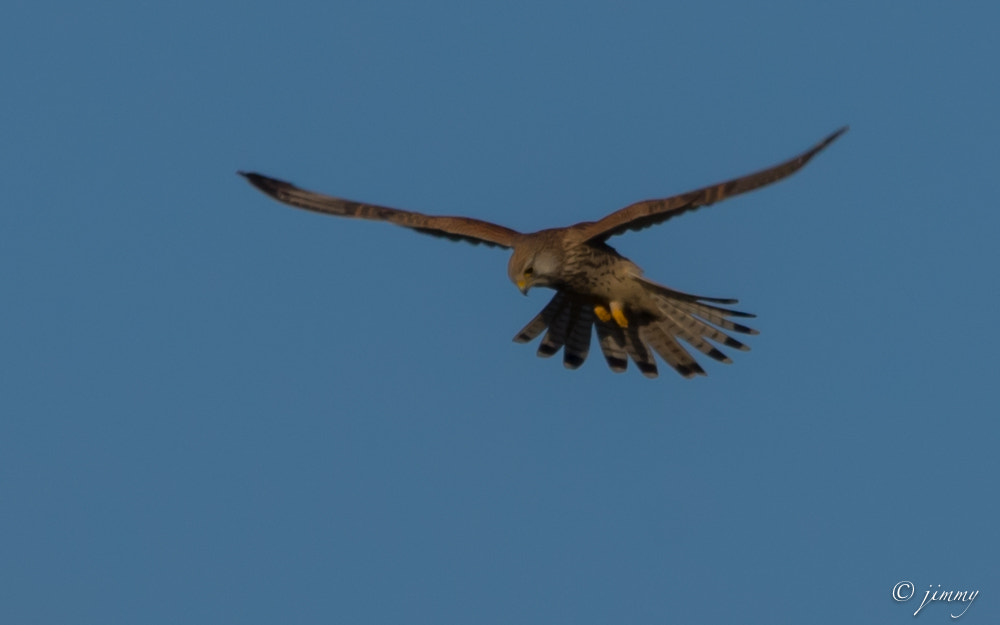 Sigma 150-500mm F5-6.3 DG OS HSM sample photo. Faucon crecerelle photography